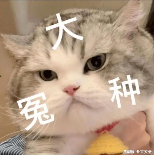 娱乐吃瓜懒猫儿